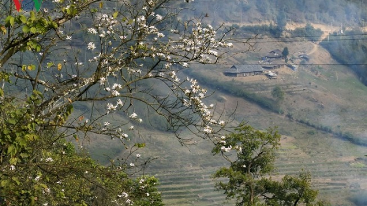 Phai paz nhây phiến