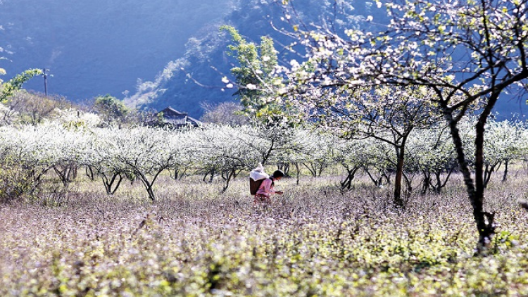 Phai paz nhây phiến