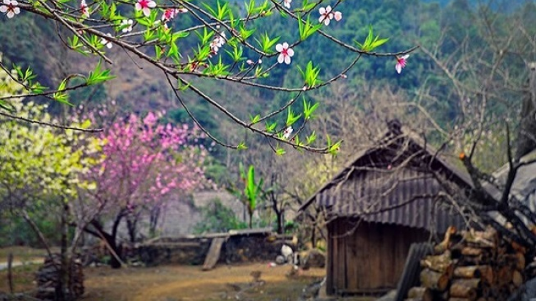 Phai paz nhây phiến