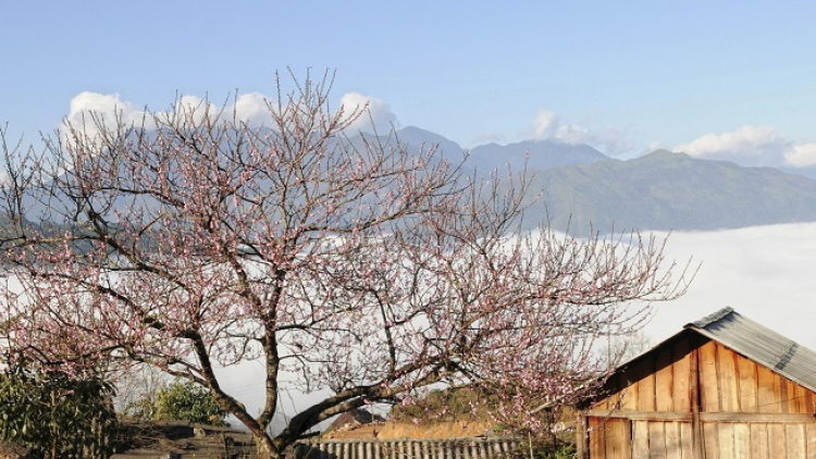 Phai paz nhây phiến