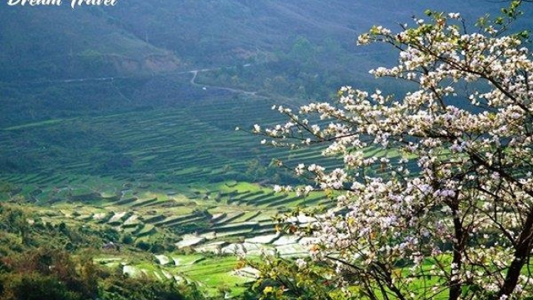 Phai paz nhây phiến