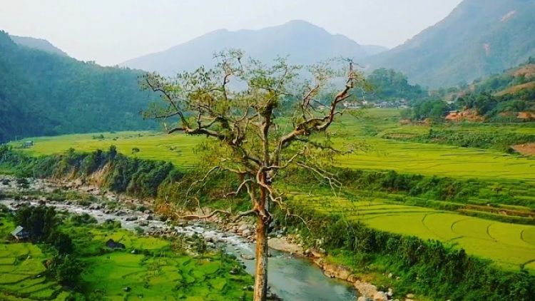 Phai paz nhây phiến