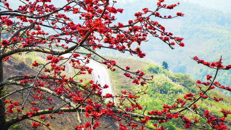 Phai paz nhây phiến