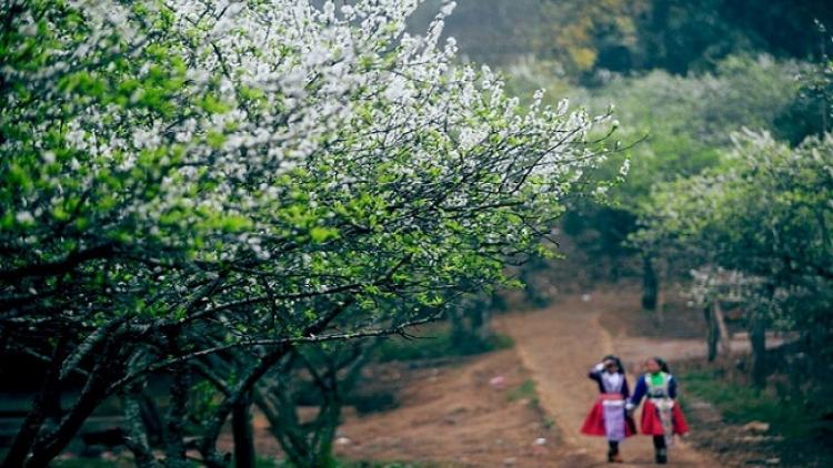 Phai paz nhây phiến