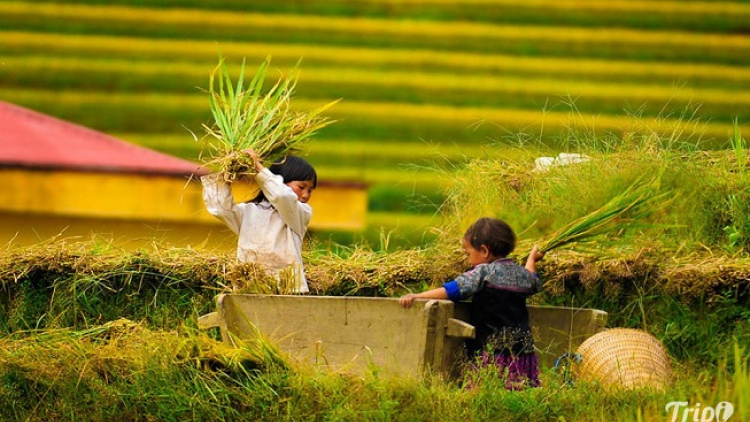 Phai paz nhây phiến