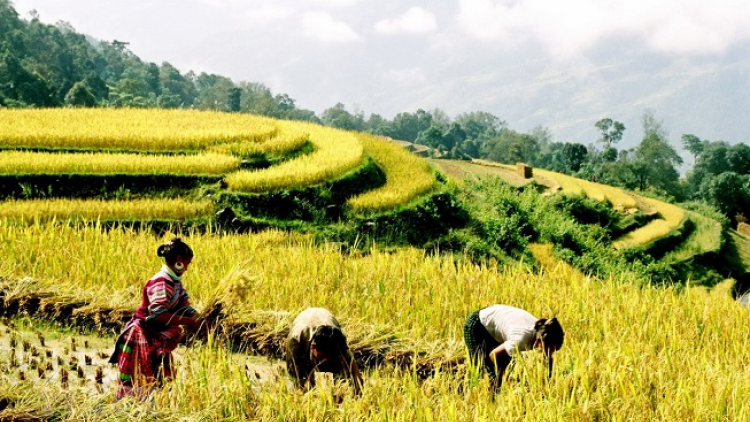 Phai paz nhây phiến