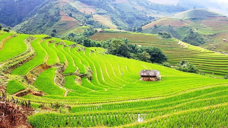 Phai paz nhây phiến