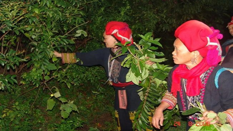 Lầy tzình páo dung chủ nhật hnoi 04/10/2020