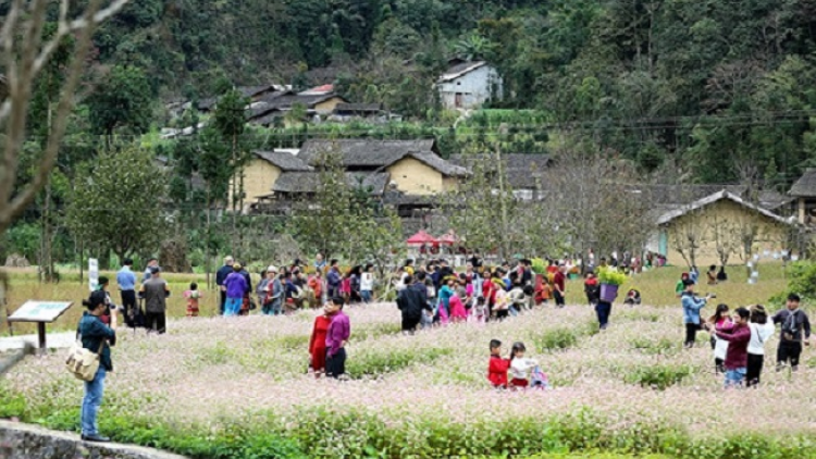 Phai paz nhây phiến