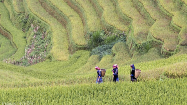 Phai paz nhây phiến