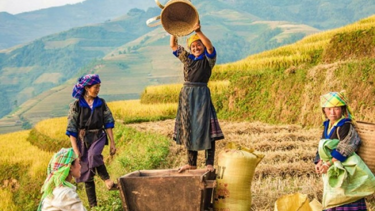Phai paz nhây phiến