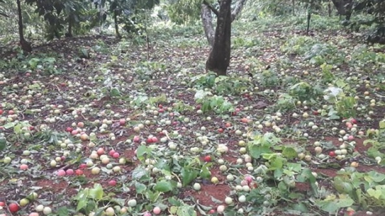 Phai paz nhây phiến