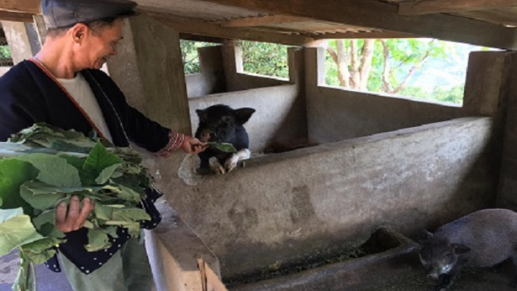 Quảng zèng in pến tziêuz trang trại