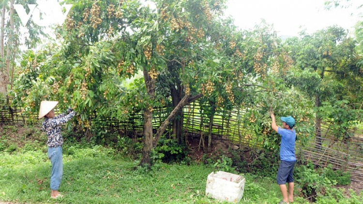 Lầy tzình phát sinh ìu miền vả thứ 2 hoi 26/7/2021