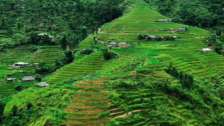 Phai paz nhây phiến