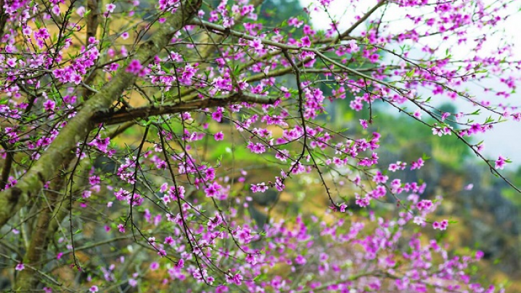 Phai paz nhây phiến