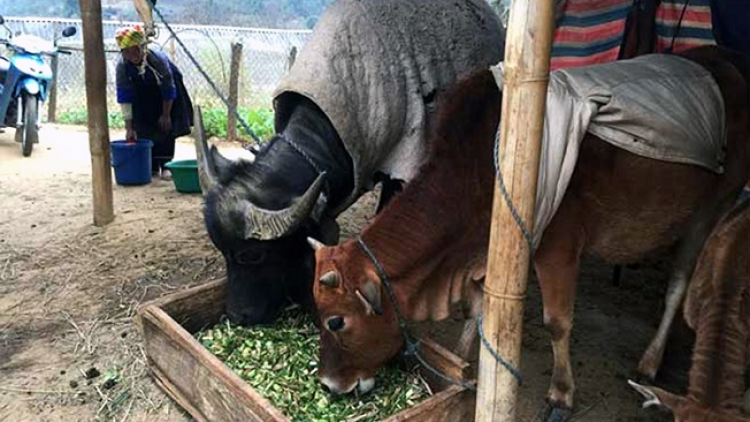 Miền màn Sa Pa tzùn sành ấy bùng tangz chuôngz, xia pun tào sanh