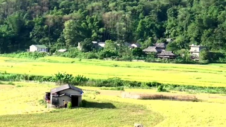 Phai paz nhây phiến