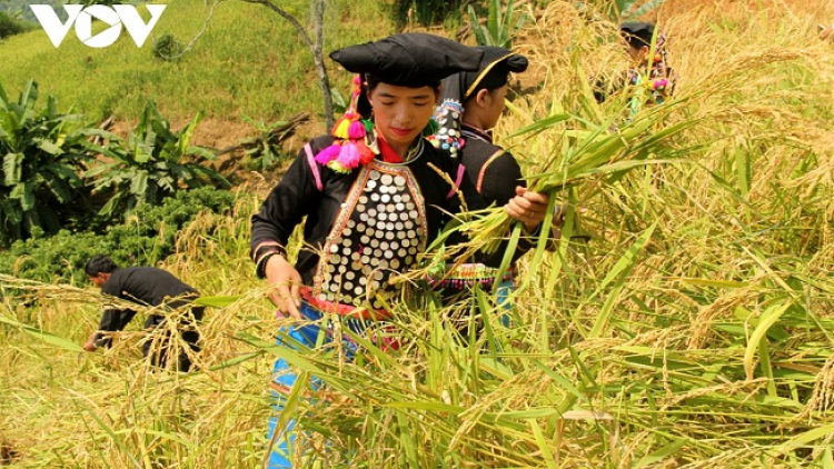 Phai paz nhây phiến