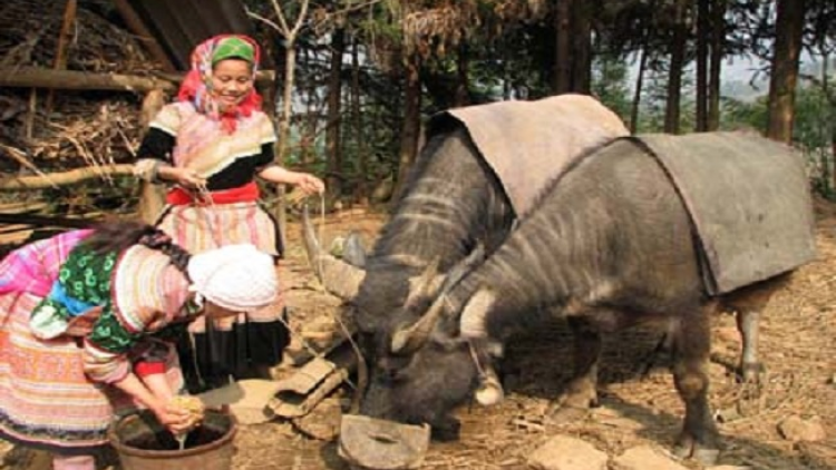 Phai paz nhây phiến