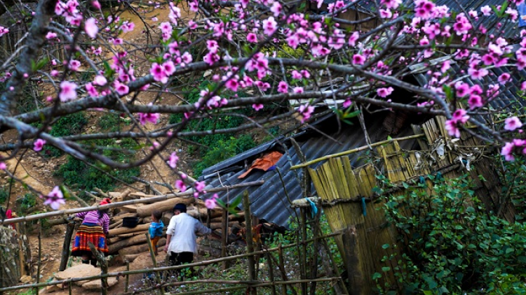 Phai paz nhây phiến