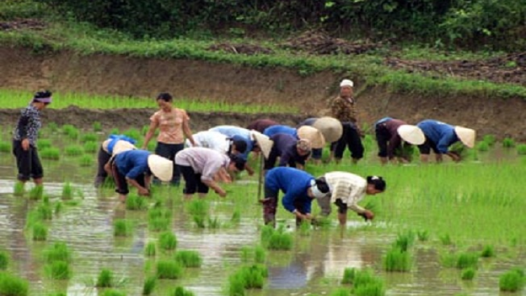 Miền màn Yên Bái sanhz khzuất penh tzấu canh khzun