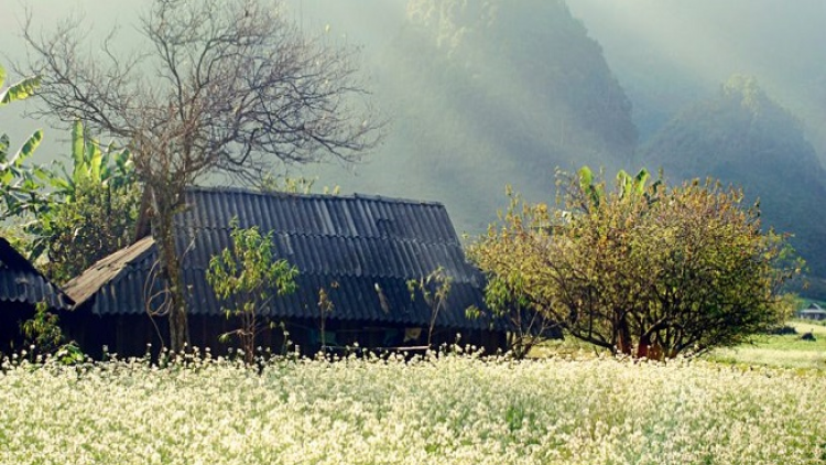 Phai paz nhây phiến