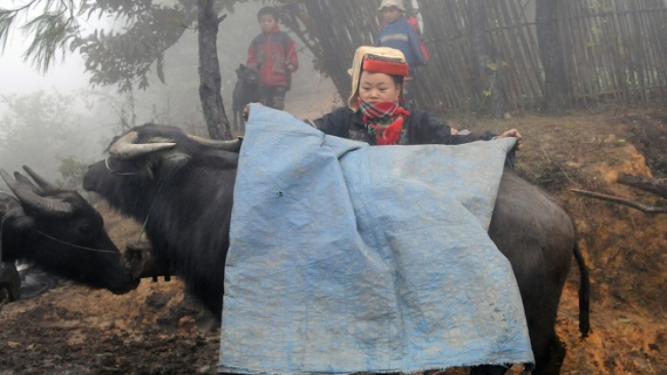 Phai paz nhây phiến