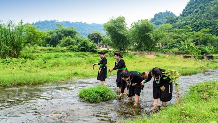 Phai paz nhây phiến