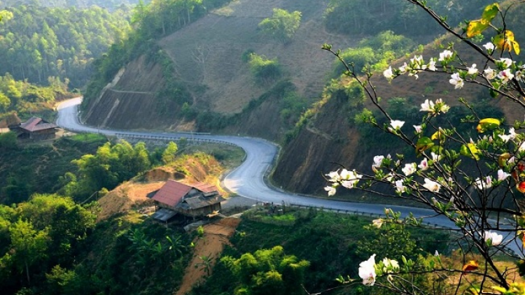 Phai paz nhây phiến