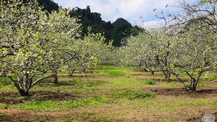 Phai paz nhây phiến