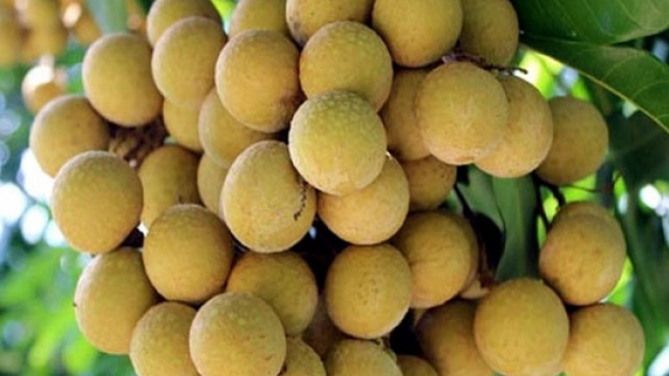 Phai paz nhây phiến