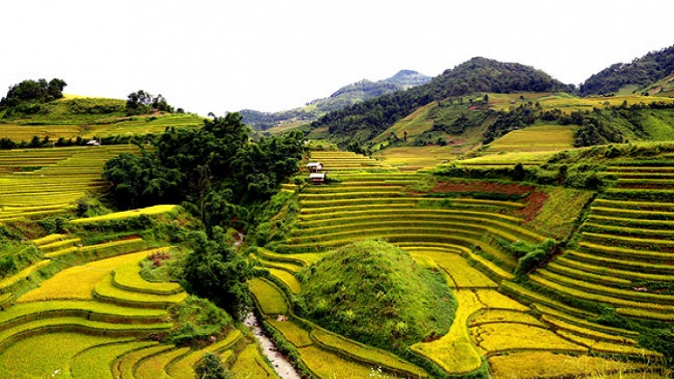 Phai paz nhây phiến