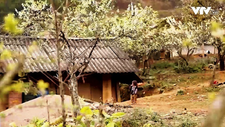 Phai paz nhây phiến