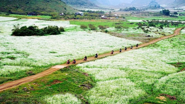 Phai paz nhây phiến