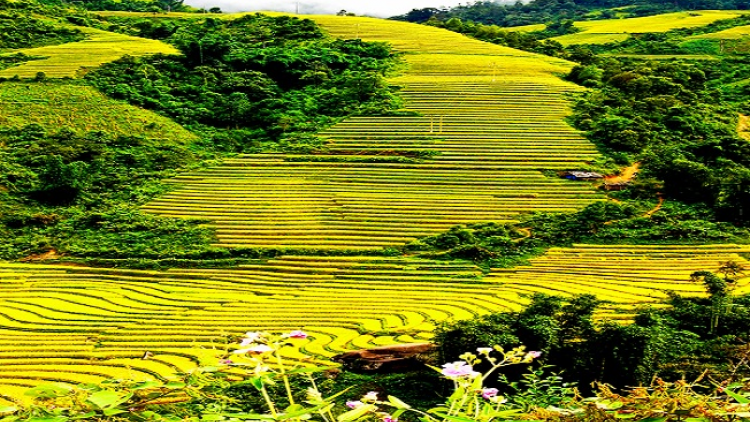 Phai paz nhây phiến