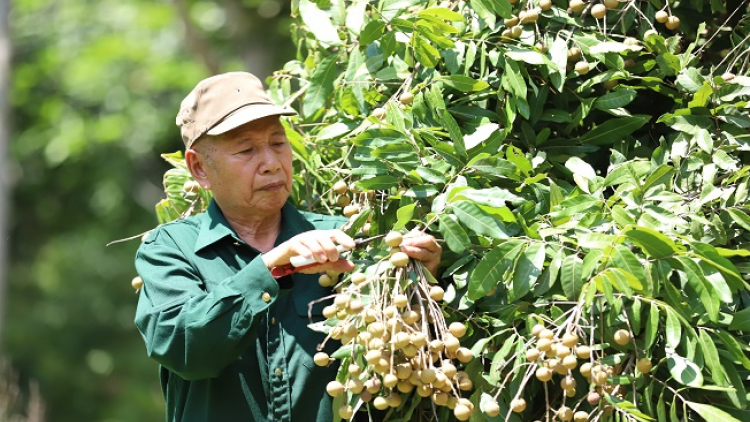 Thương binh Quàng Văn Sơn thính khzaz thấy liệp láng tẩy xieng