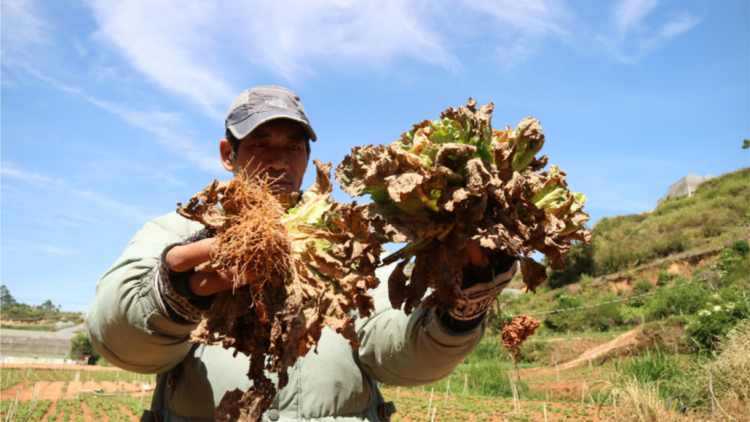 Virus bi kd^t dliu ana tro\ng msăm ba klei jhat truh ho\ng ana mnơ\ng pla mkăn ti Lâm Đồng