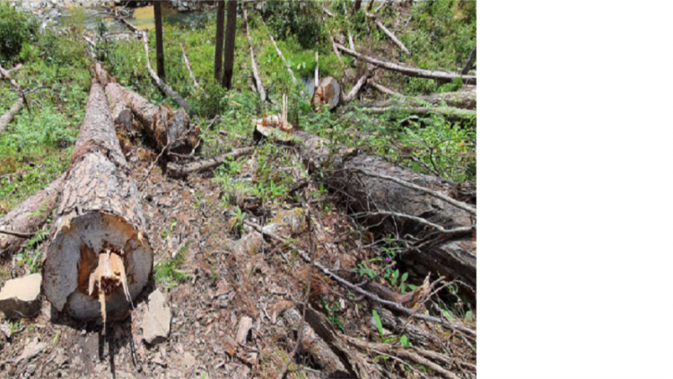 Lâm Đồng khom mă glăi abih lo\n glai arăng ngă rơngiă kyâo glai