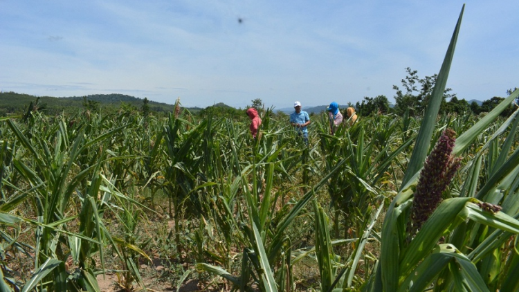 Hlăt [ong giăm 15.000 ektar đang kơtor, Ding jum ngă hmua jơnum pơc\rông pơgang hlăt