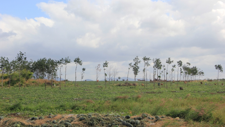 Gialai: Pla kơsu [u jing, anom bơwih [ong pơplih ngă bruă pơko\n ‘’ngă hlâo lăi pơhmư\ tơdơi’’