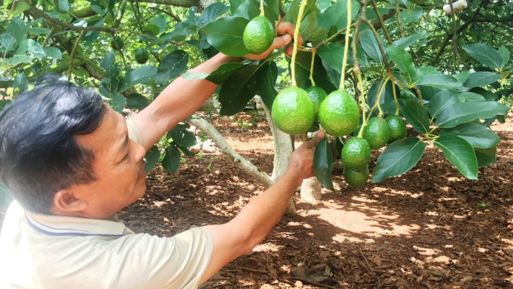 Mơnuih ngă đang hmua ]ang rơmang hơget hăng Jơlan hơdră “Daknông – Bơyan bôh [ơr tơsa\”?