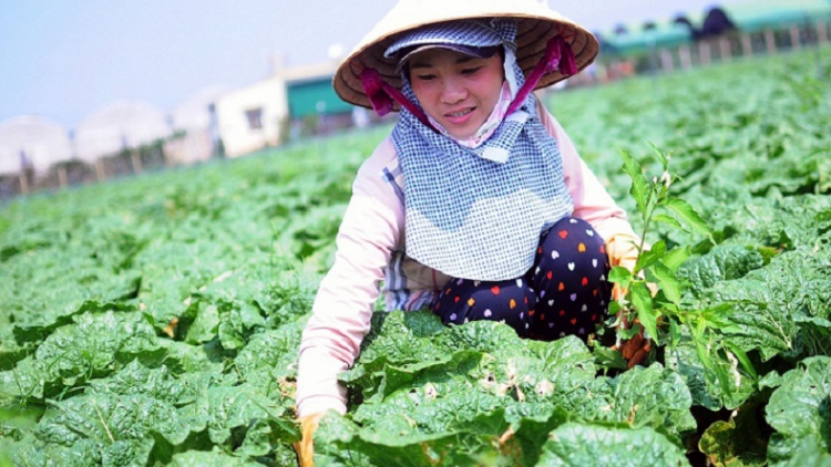 Lâm Đồng e\p hơdră pơtrut đ^ pơlir hơbit ba s^ gơnam mơng hmua