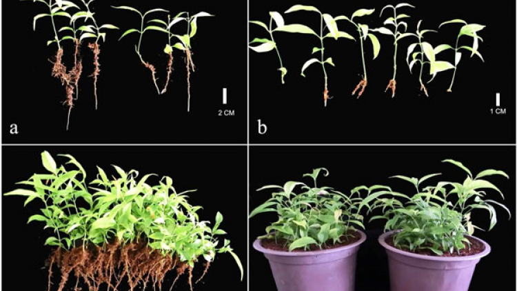 Lâm Đồng pơdjuai anah truh kih phun hla [ep hăng hơdră rông phun gep tơdu\