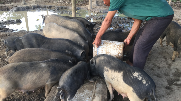 Y Phương Boy (djuai ania Mnông Preh) hrưn đ^ mơ\ng hơbô| bruă pla pơplah lu kyâo