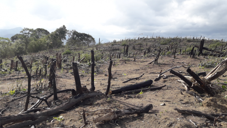 Gialai: {uh rơbêh kơ 4 ektar dlai apui [ong yua kơ ara\ng ]uh pơhă