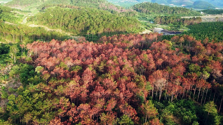 Glai rưng kual Dap Kơdư prong tui samơ\ ăt tơnap tap wai pơgang