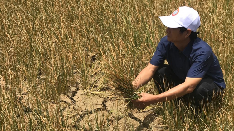 Mdrak, Daklak: Tơlơi kơ[ah ngă răm rai 1.000 ektar đang hmua