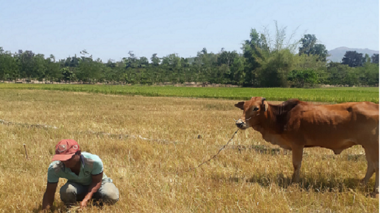 }ư\ Pui, Krông Bông: Phang khôt kơtang