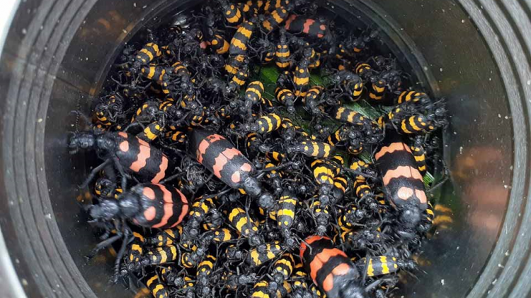 Gialai: Mơnuih [on sang hyu mă arong ]om bê măt yua s^ mơdrô nua yom